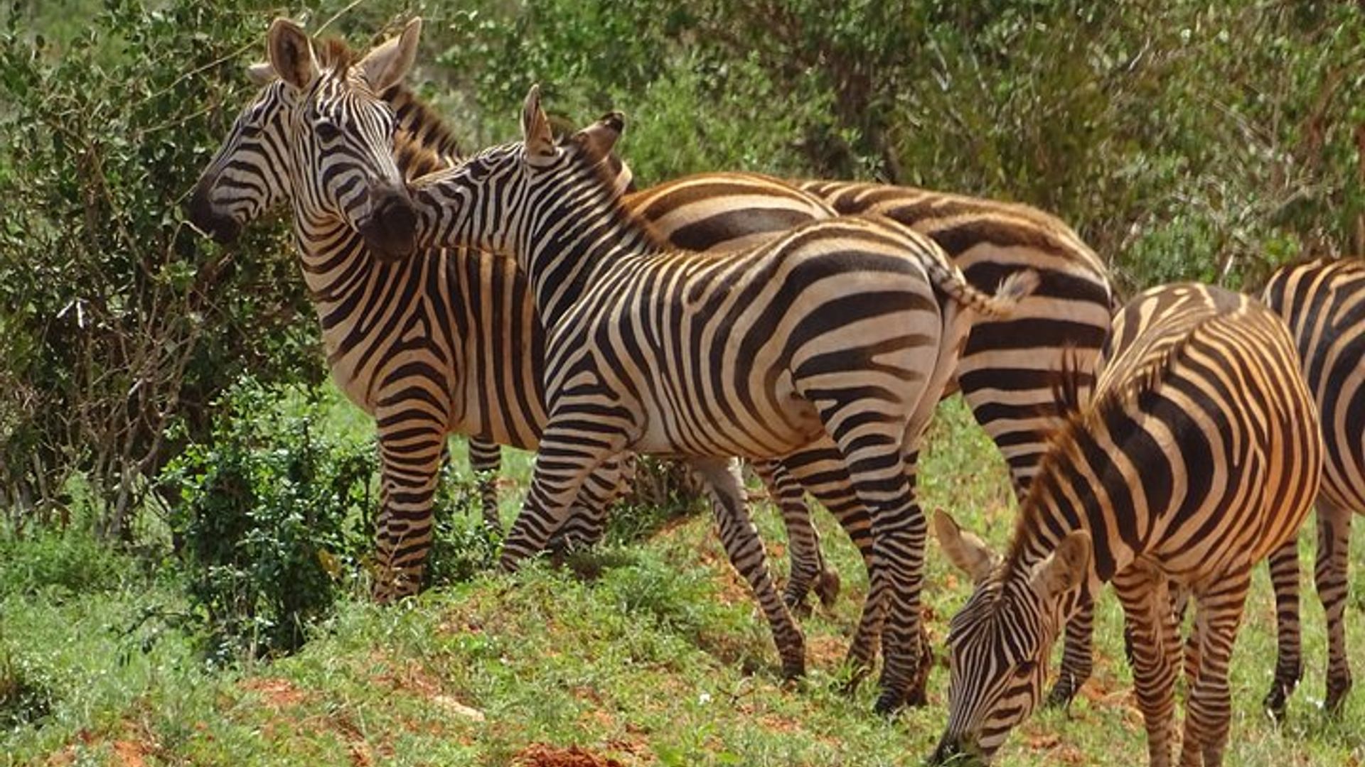 Tsavo East Red Elephants Private Overnight Safari