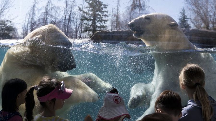 Wilder Institute's Calgary Zoo: Entry Ticket