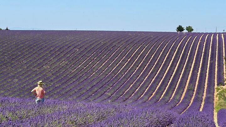 Private fullday Provence Lavender Fields