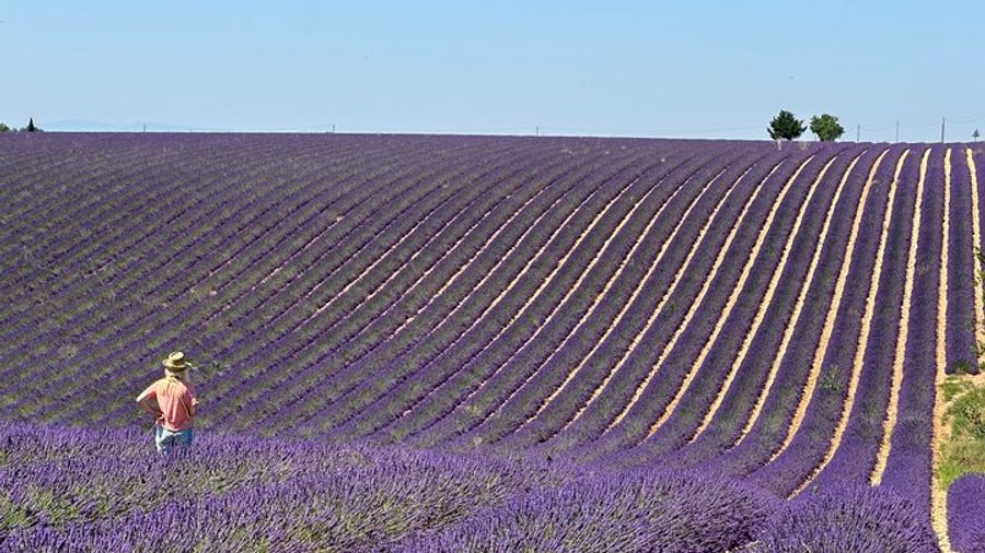 Private fullday Provence Lavender Fields