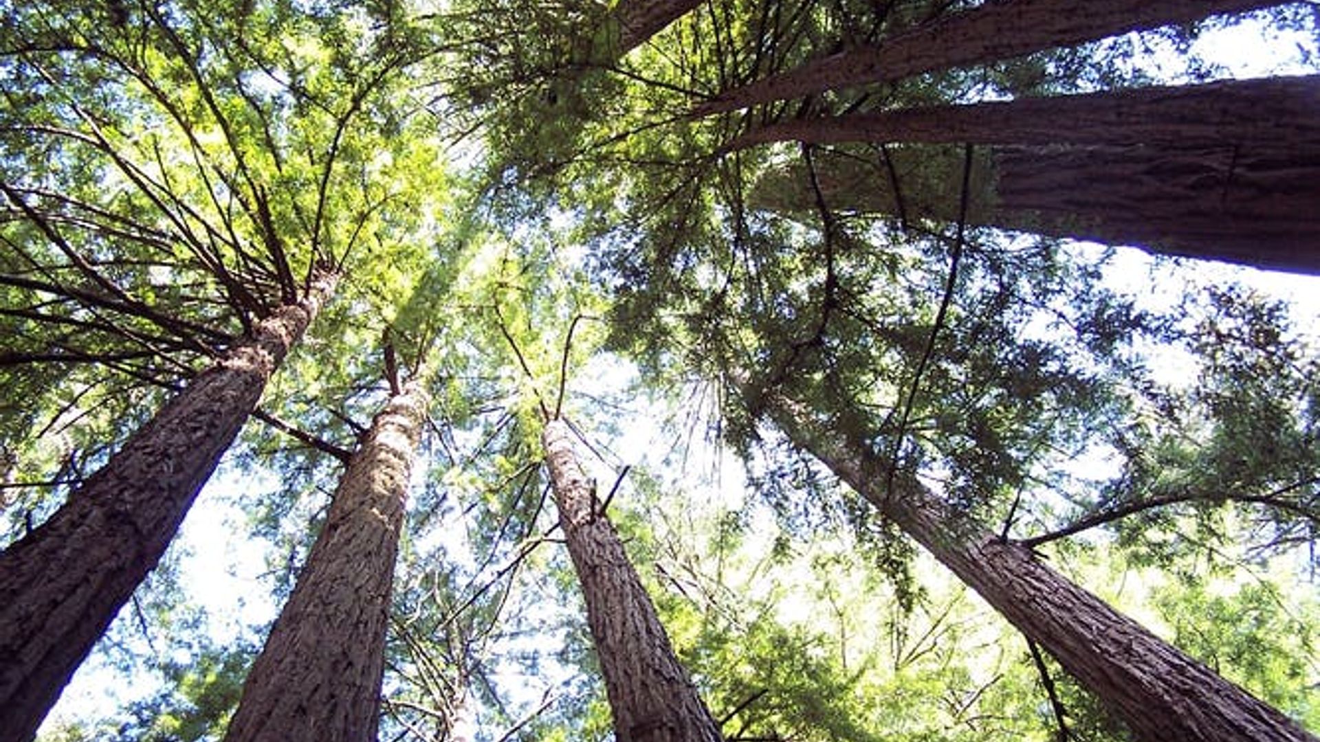 Redwoods and Wine Country combo tour with wine tasting image 3
