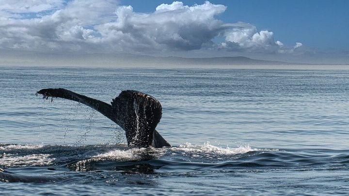 Santa Cruz Monterey Bay Whale-Watching Small-Group Boat Tour