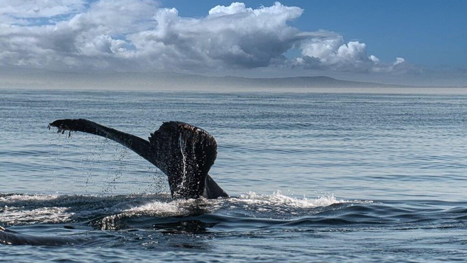 Excursion en bateau en petit groupe à Santa Cruz Monterey Bay