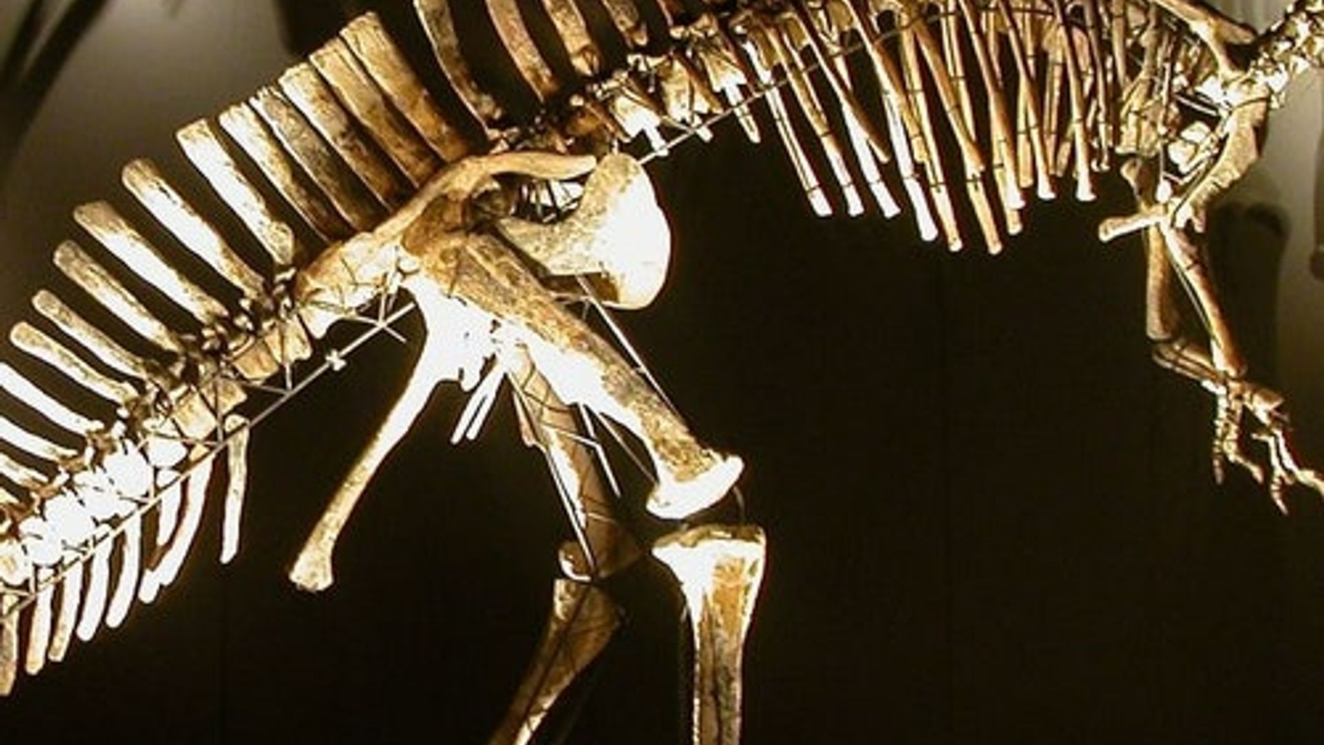 Natural History Museum (Museo di Storia Naturale): Entry ticket