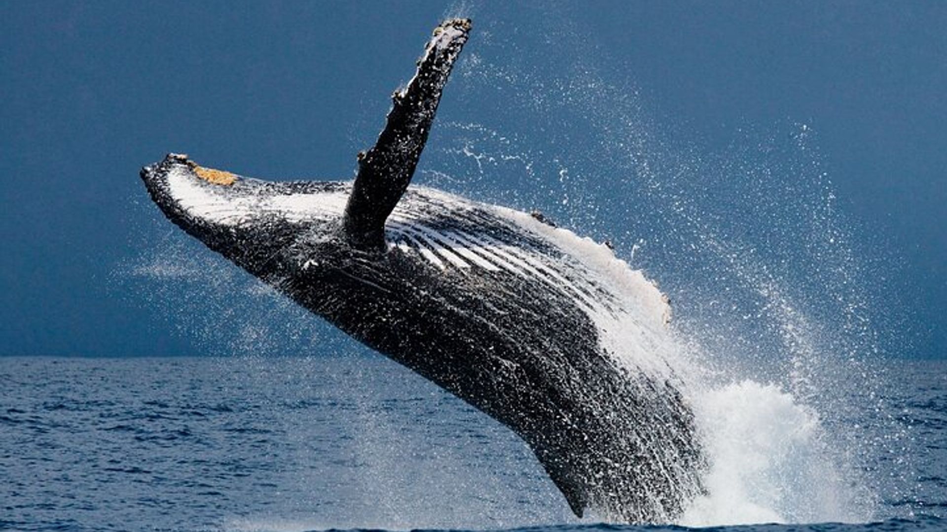Hermanus Whale Watching Boat Trip