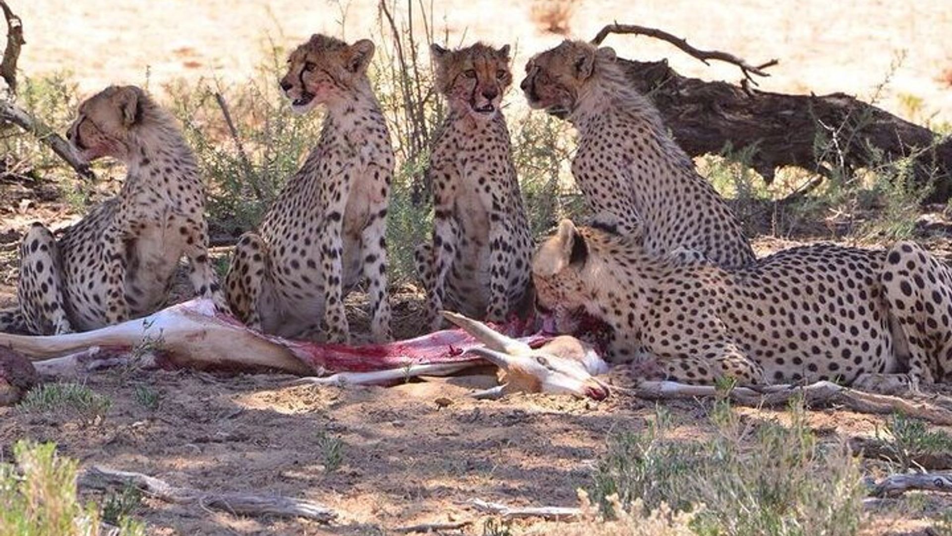 4 Days Maun and Chobe National Park All inclusive