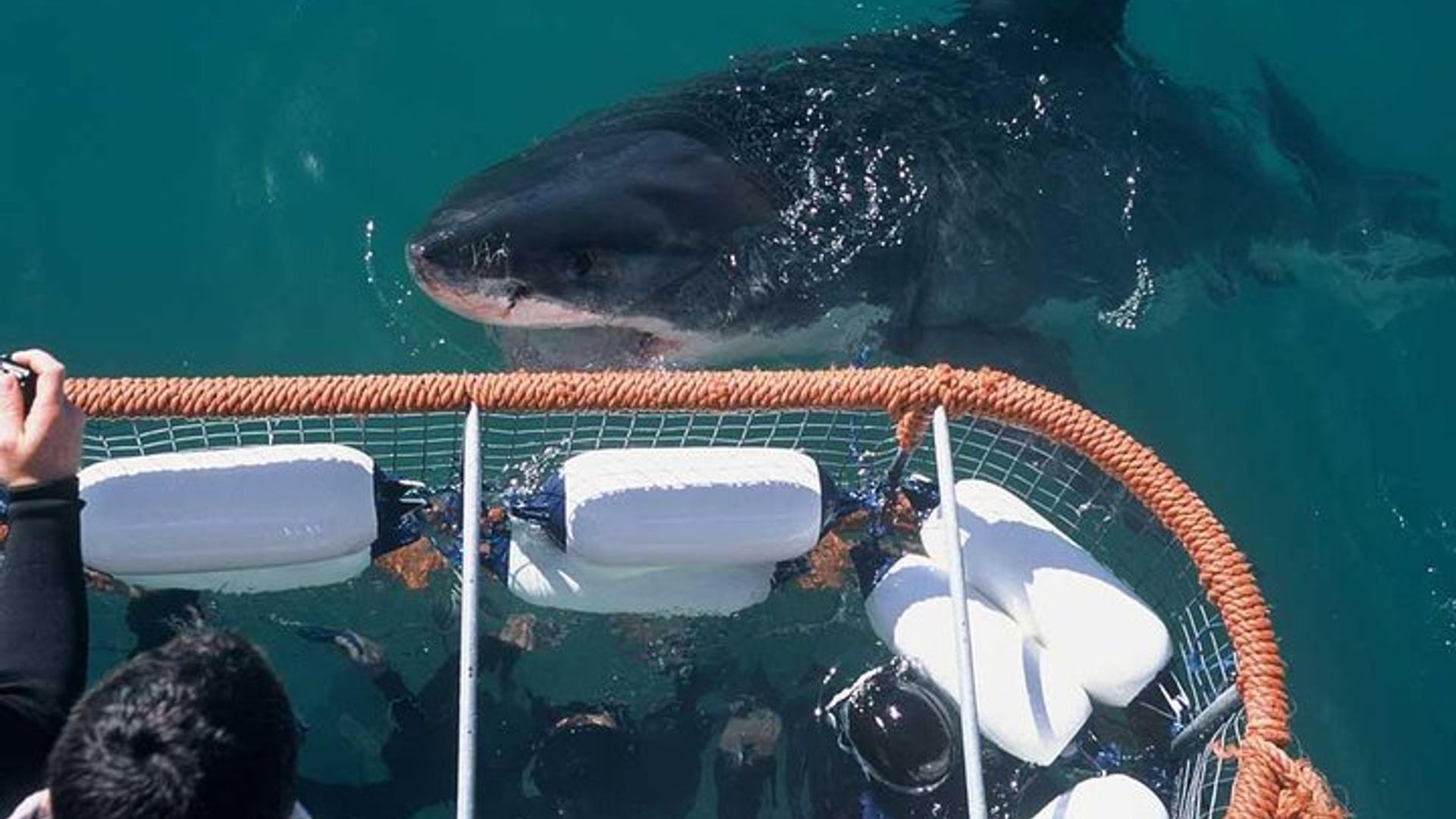 Buceo en jaula con tiburones en Ciudad del Cabo en Gaansbaai con traslados
