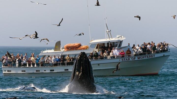 Monterey Whale Watching Tour