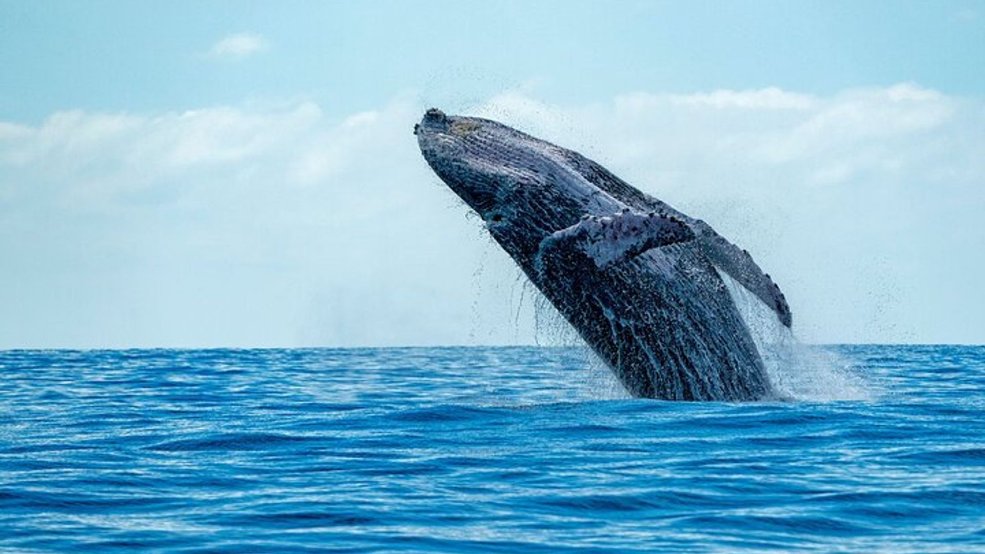 Excursión en barco para avistar ballenas en Hermanus