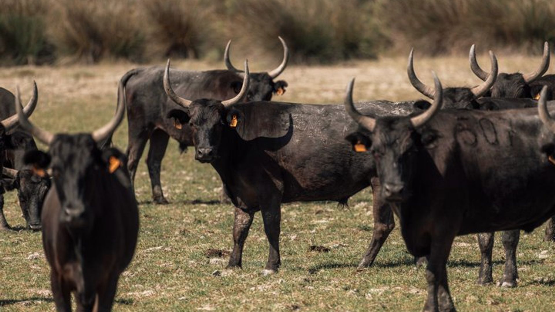 4x4 excursion in the Camargue Regional National Park