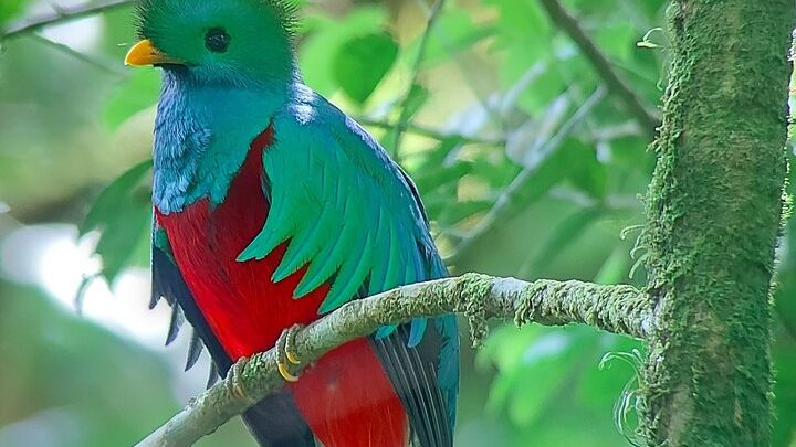 Monteverde Cloud Forest Guided Nature Walk with Local Naturalist