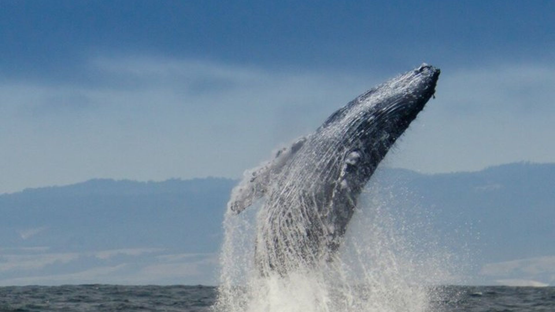 Observation des baleines dans la baie de Monterey semi-privé limité à 6 personnes maximum