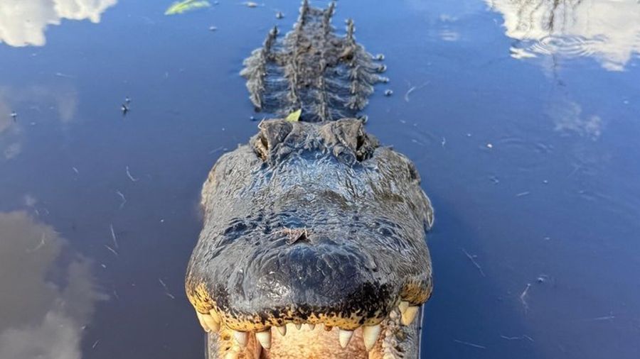 Florida Everglades Small-Group Swamp Walk, Boat Trip & Lunch