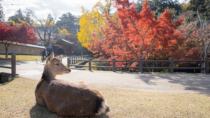 Nara Highlight Walking Tour with Furoshiki Experience with Lunch