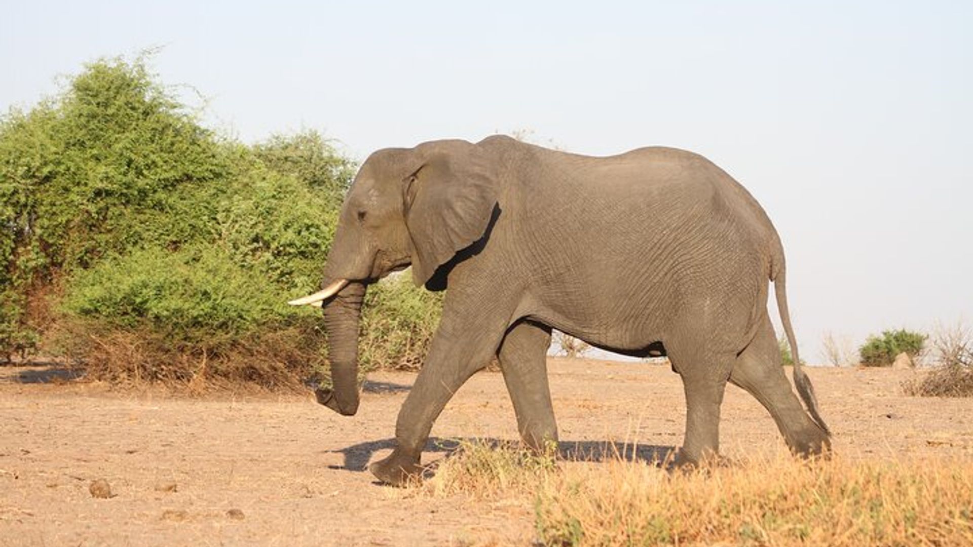 ผจญภัยซาฟารี 9 วัน น้ำตกวิกตอเรีย สามเหลี่ยมปากแม่น้ำ Chobe Okavango