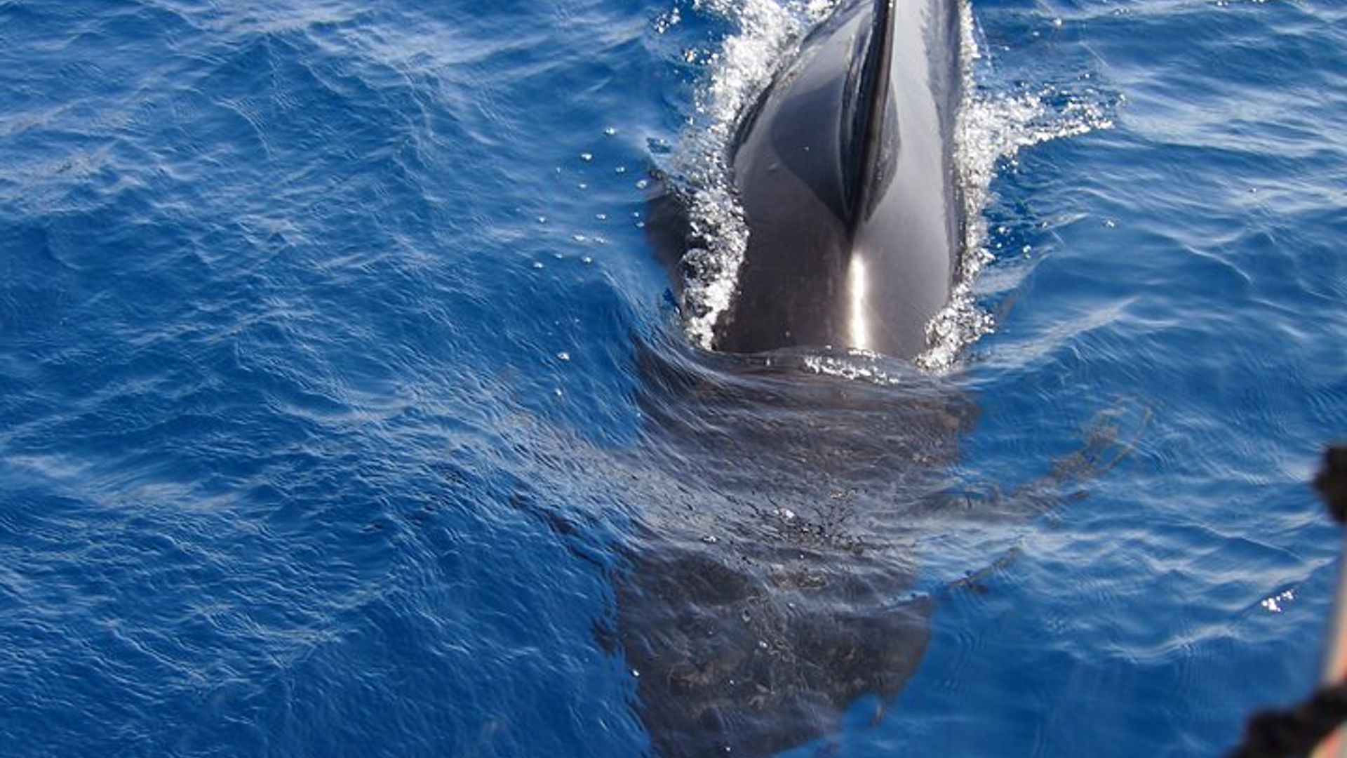 Marbella Private Dolphin-Spotting Sailing Experience