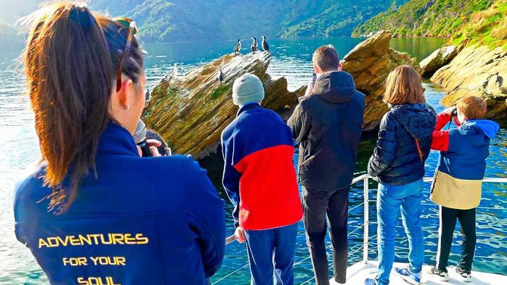 Wildlife Cruise of the Marlborough Sounds from Picton