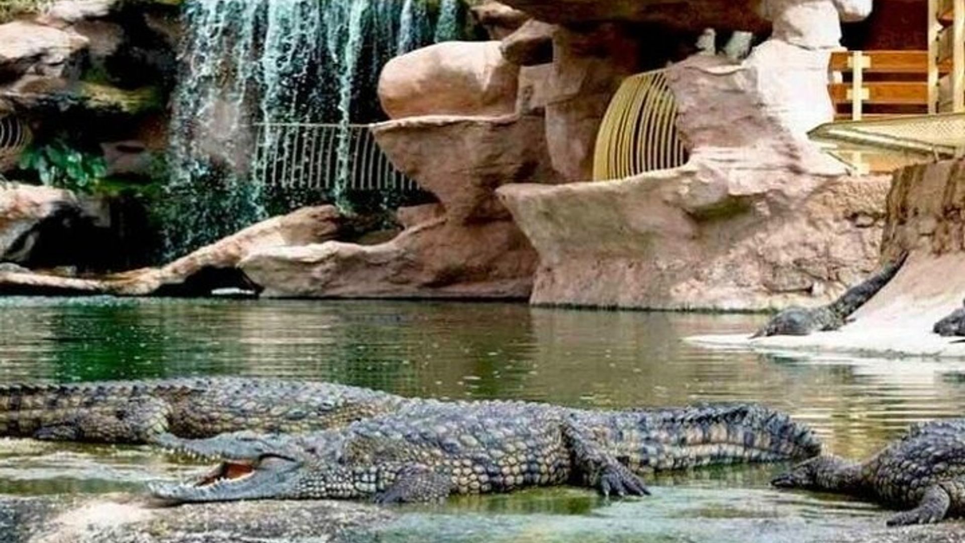Crocoparc et chèvre grimpant dans l'arbre Agadir