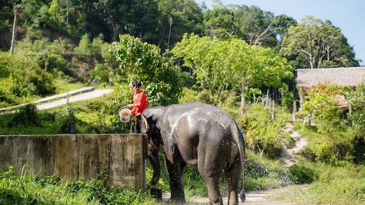 Elephant Sanctuary Small Group Tour in Phuket