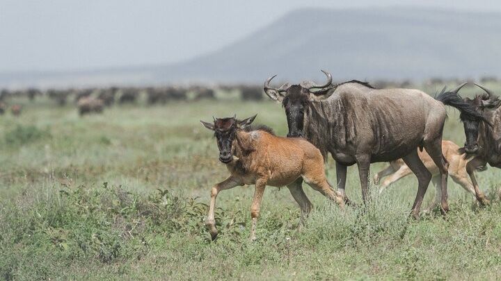 Private 6-Day Great Migration Ndutu Serengeti Safari Tour