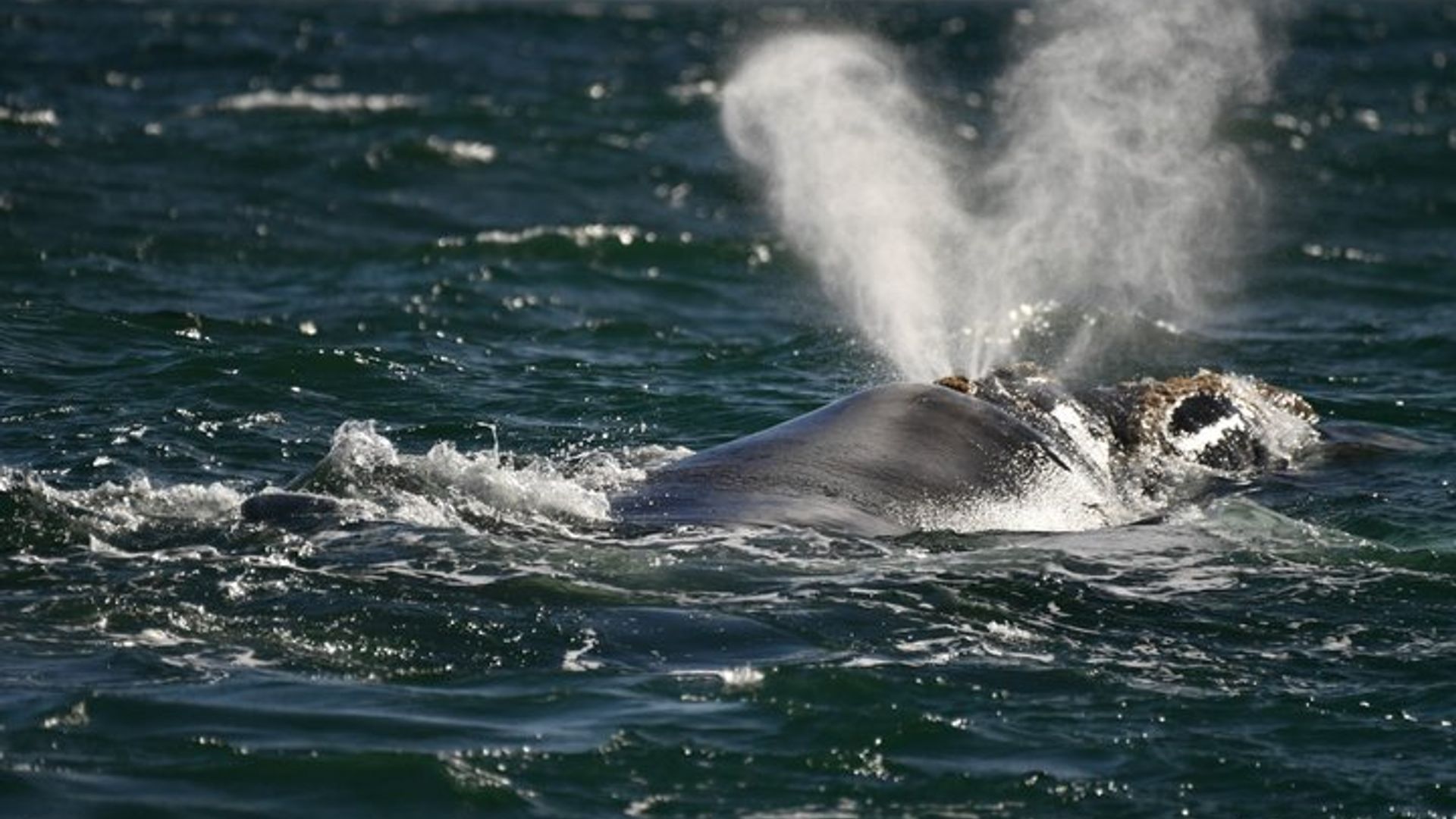 Gemeinsame Hermanus Boot basierte Walbeobachtung und Pinguin Abenteuer