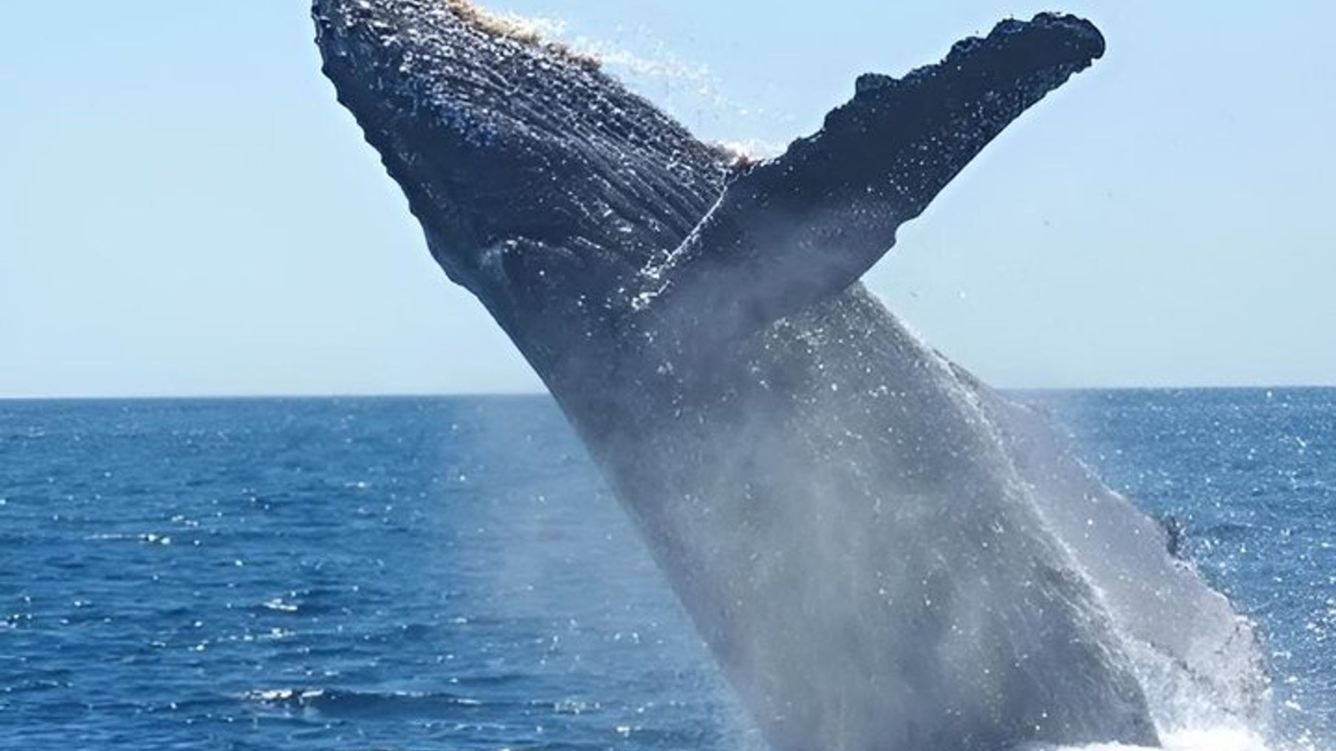 Excursions d'observation des baleines à Mossel Bay