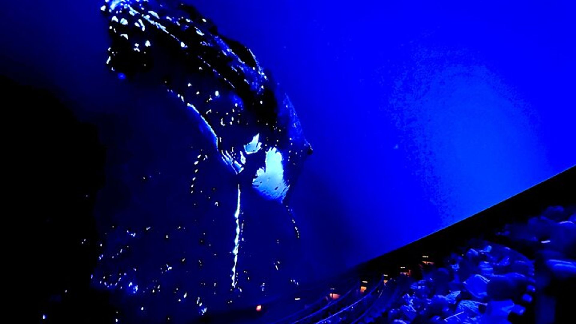 Sonidos del océano La experiencia inmersiva en Bruselas