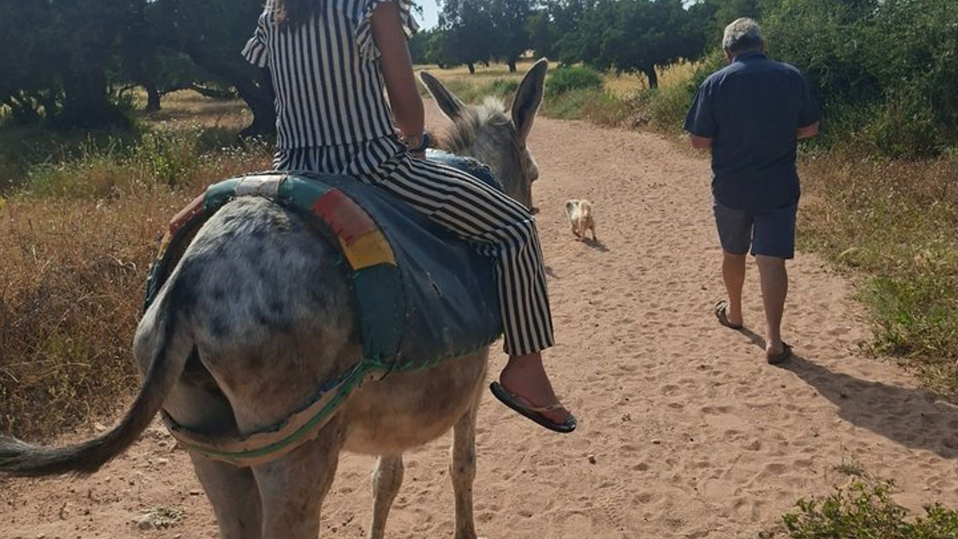 Berber Donkey Ride & Tea in Essaouira