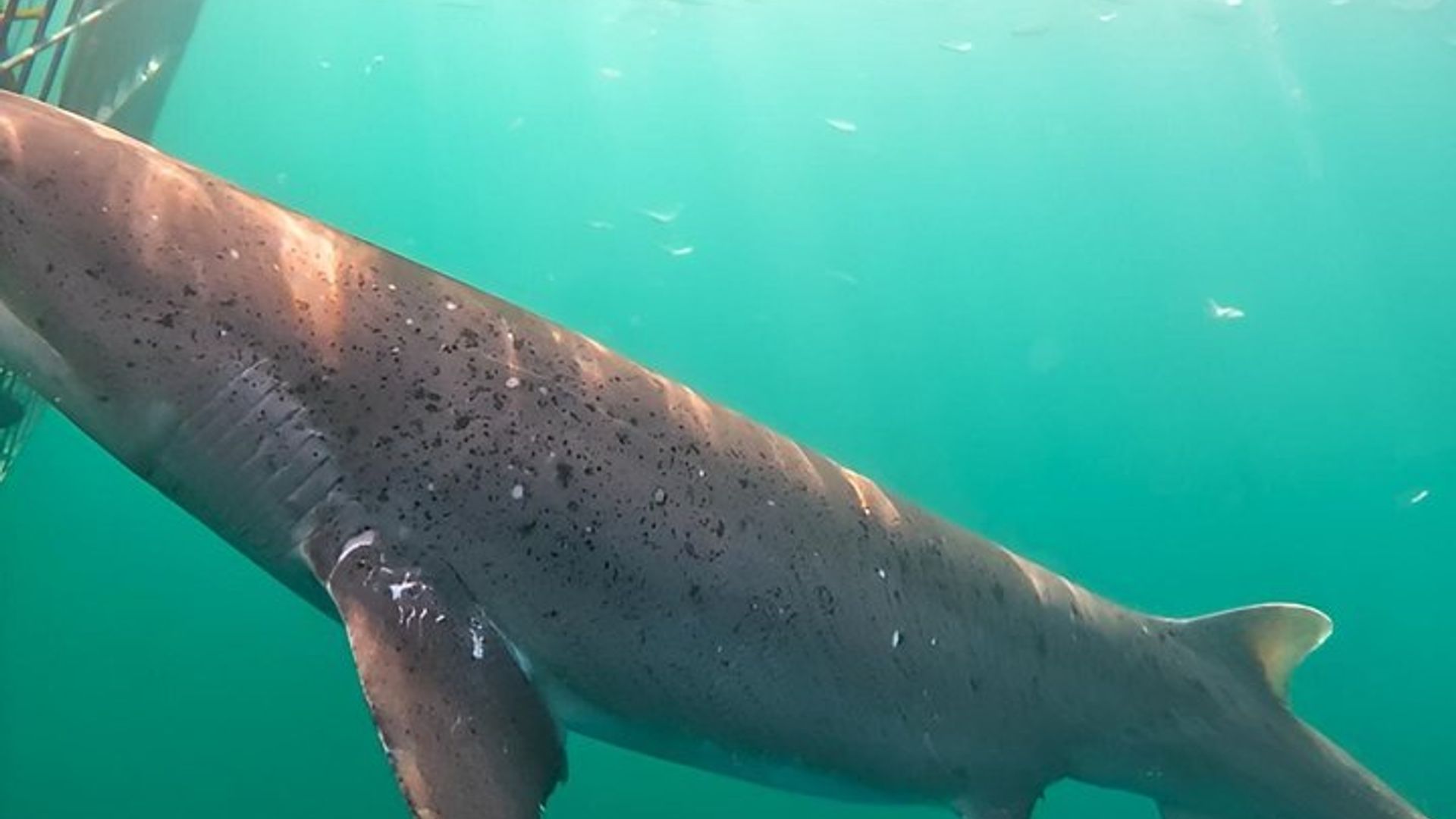 Expérience de plongée en cage avec les grands requins blancs