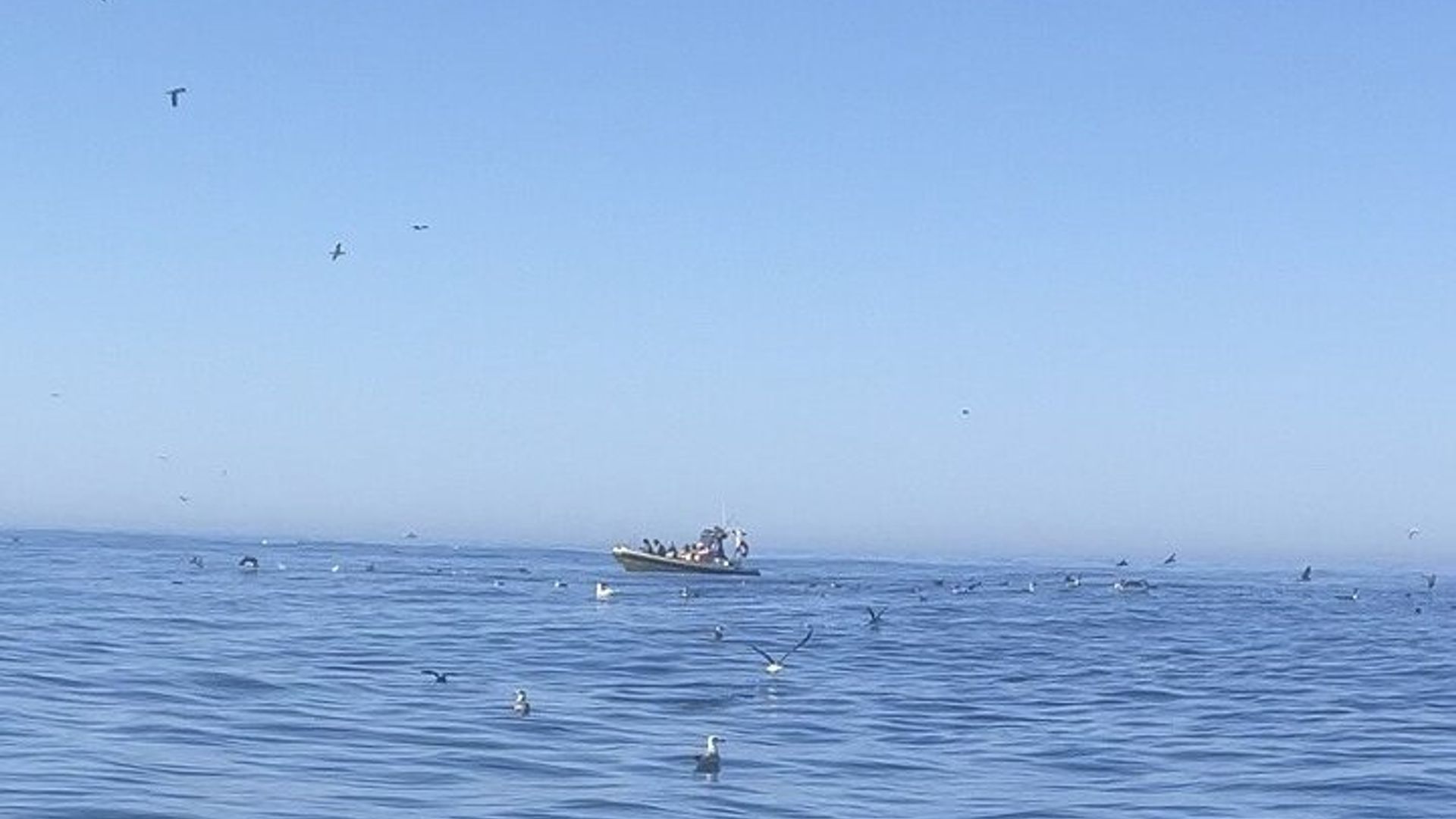 Birdwatching Tour in Nazaré: Seabirds,Cliffs & Local Nature Guide