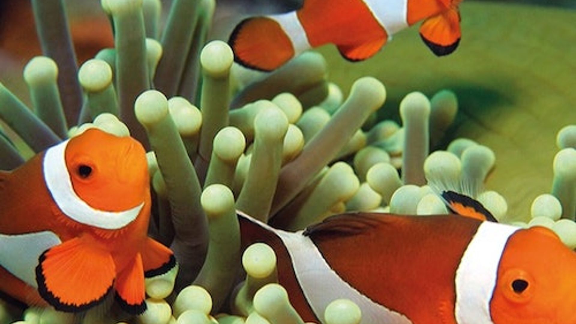 Aquário de Palma: Ingresso Sem Fila + Cinema 3D Aquadome Opcional