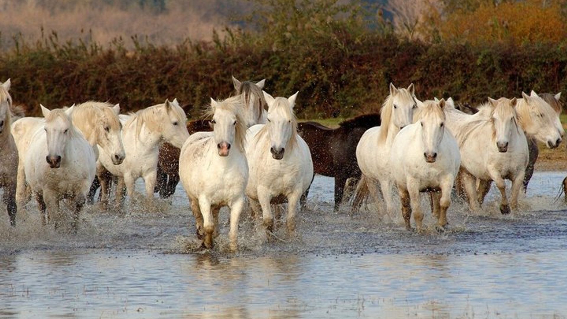 Parque Regional de la Camarga: naturaleza y vida salvaje, día privado