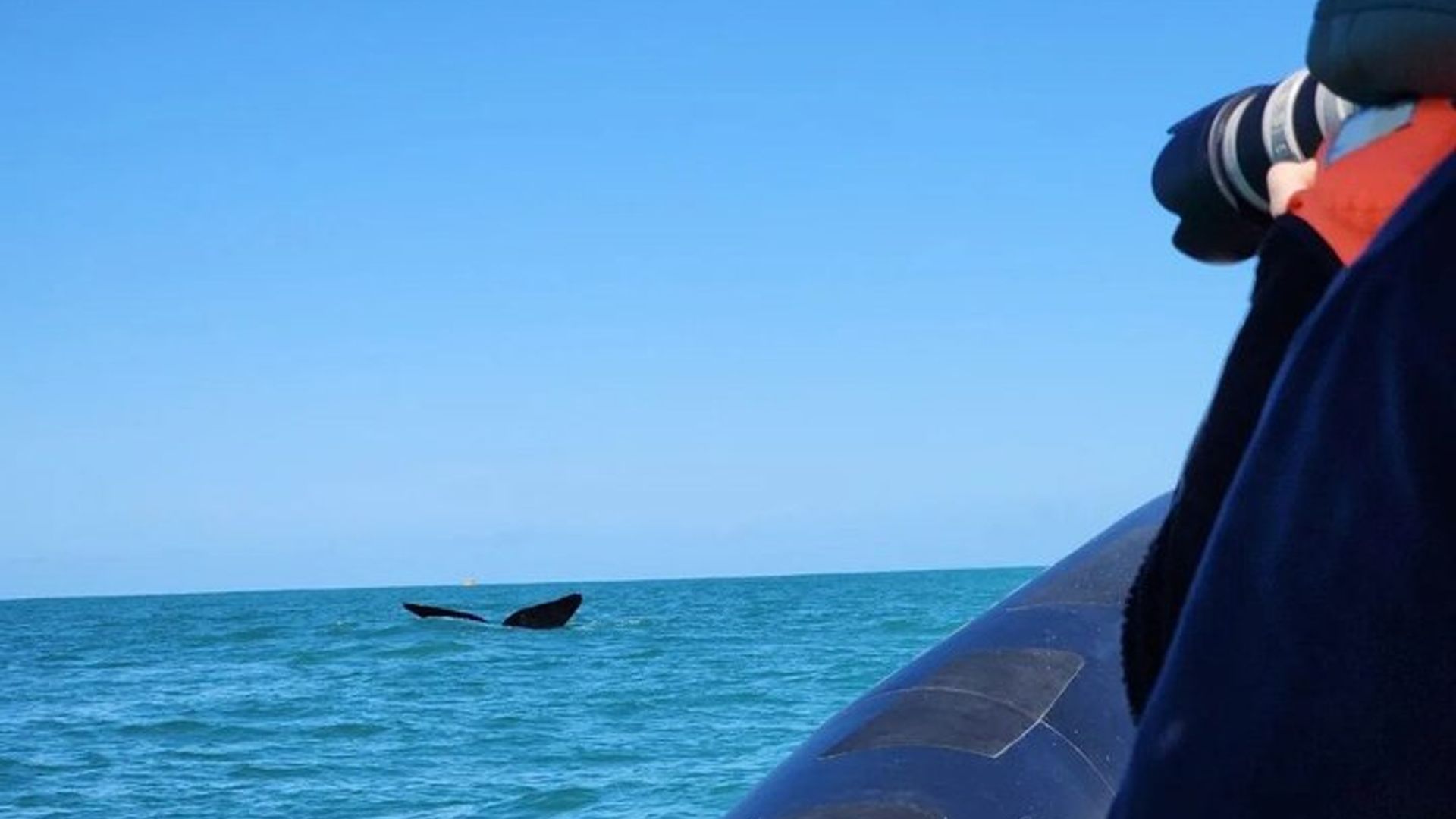 Excursions d'observation des baleines à Mossel Bay