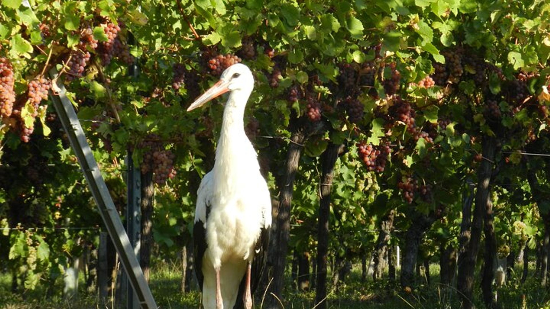 Elsässer Weinrouten-Tour mit Verkostung ab Colmar