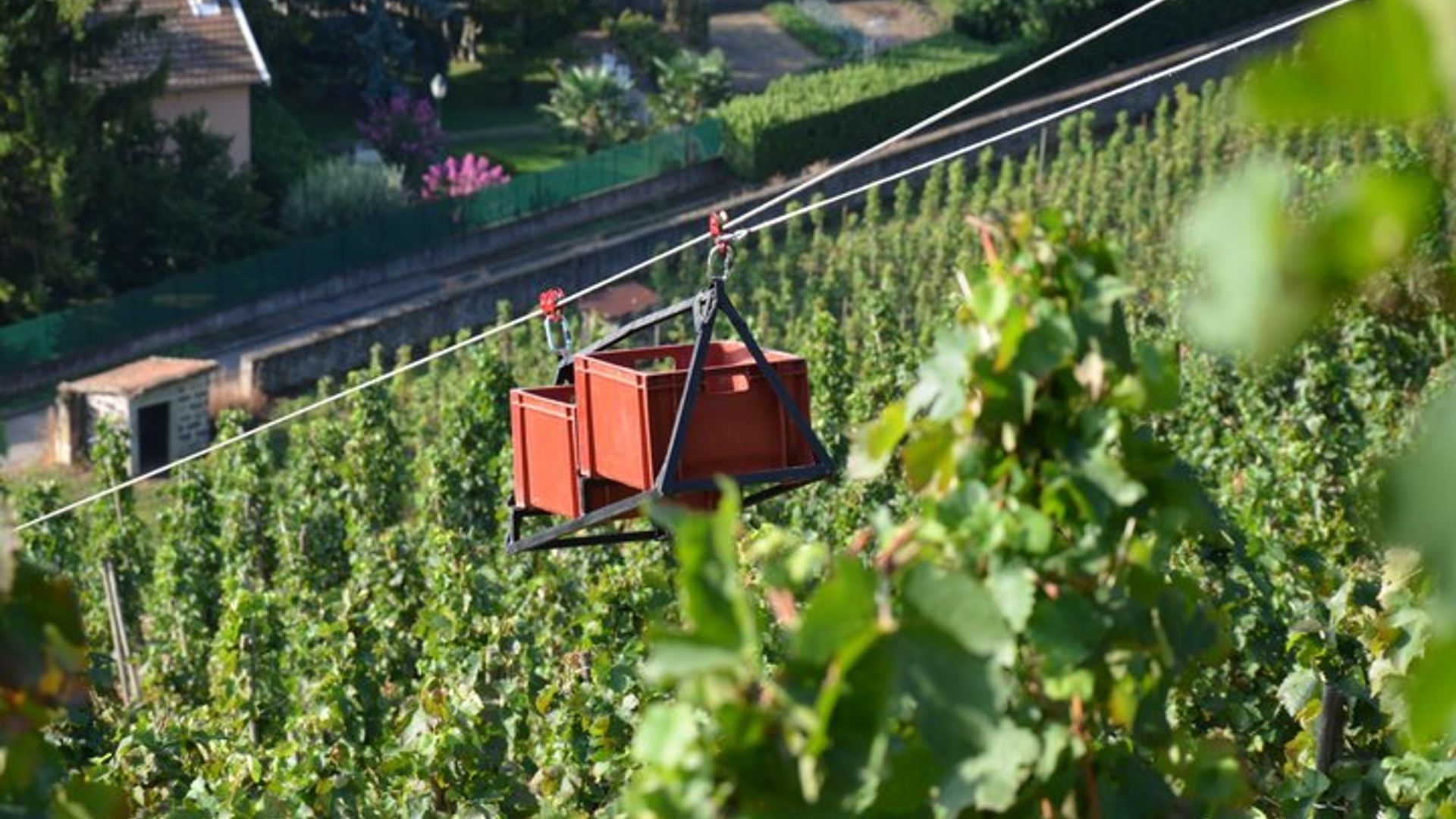 Halbtägige Weintour durch die Côtes du Rhône mit dem Vintage Range Rover