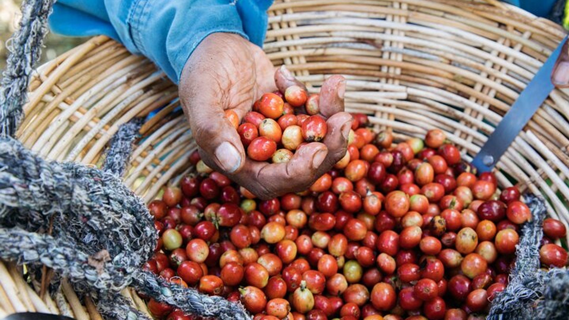 Chamarel’s Coffee Tour