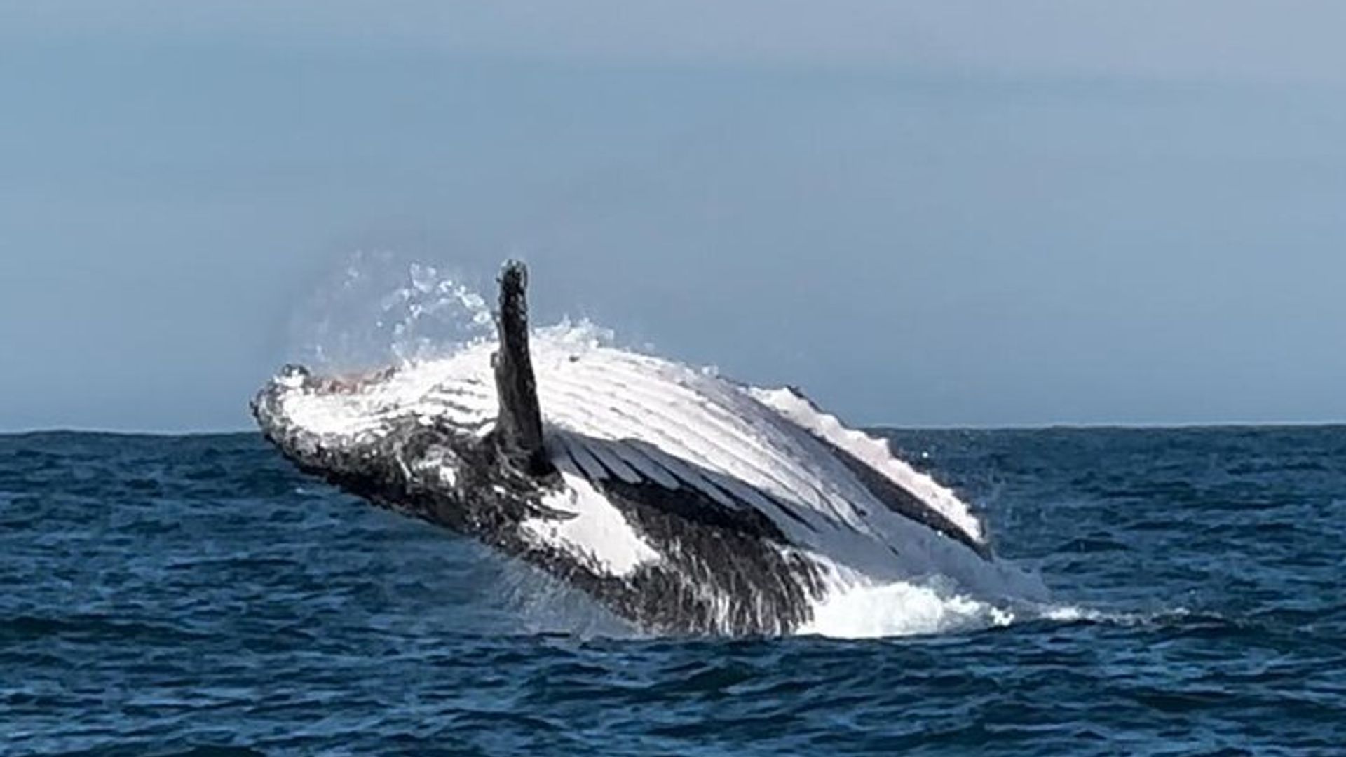 Hermanus Whale Watching Excursion en bateau partagée et visite privée des pingouins