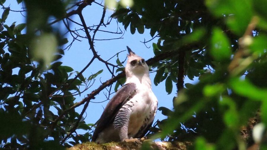 Monteverde Small-Group Halfday Birdwatching Tour