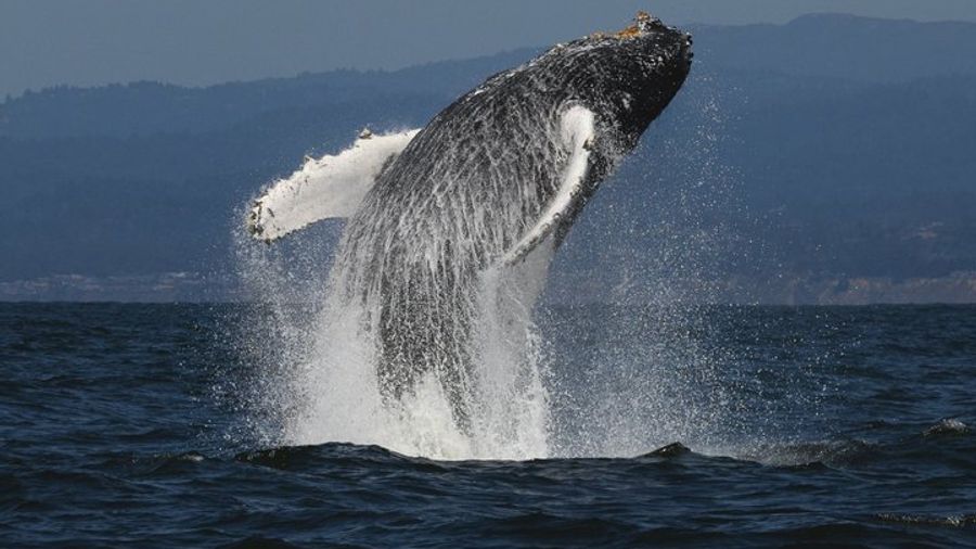 San Diego Luxury Whale- and Dolphin-Watching Cruise