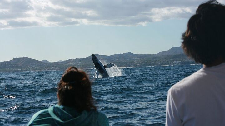 San Jose del Cabo Whale Watching and Snorkeling Group Tour