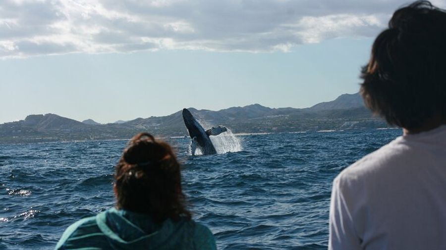 San Jose del Cabo Whale Watching and Snorkeling Group Tour