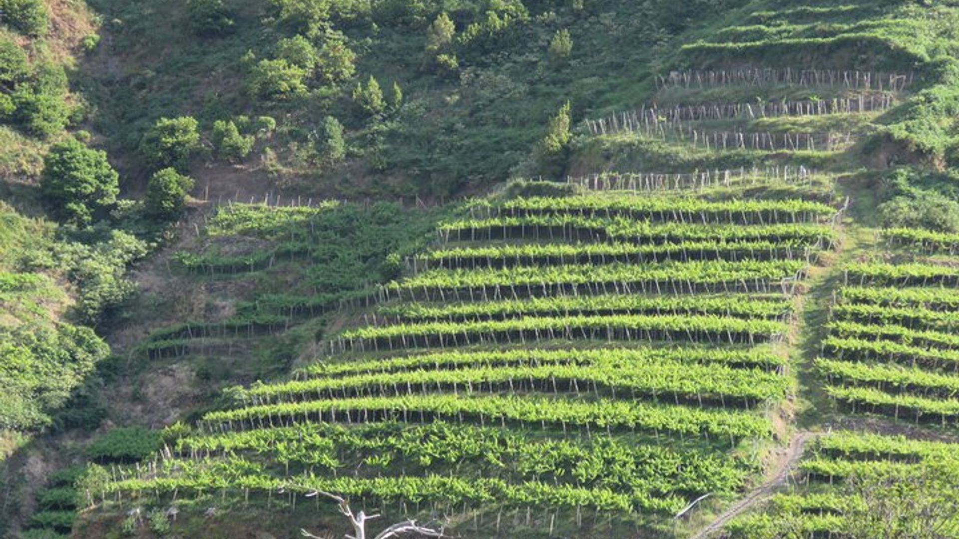 Vineyard Escapade and skywalk, a Wine Tour 4x4 Adventure