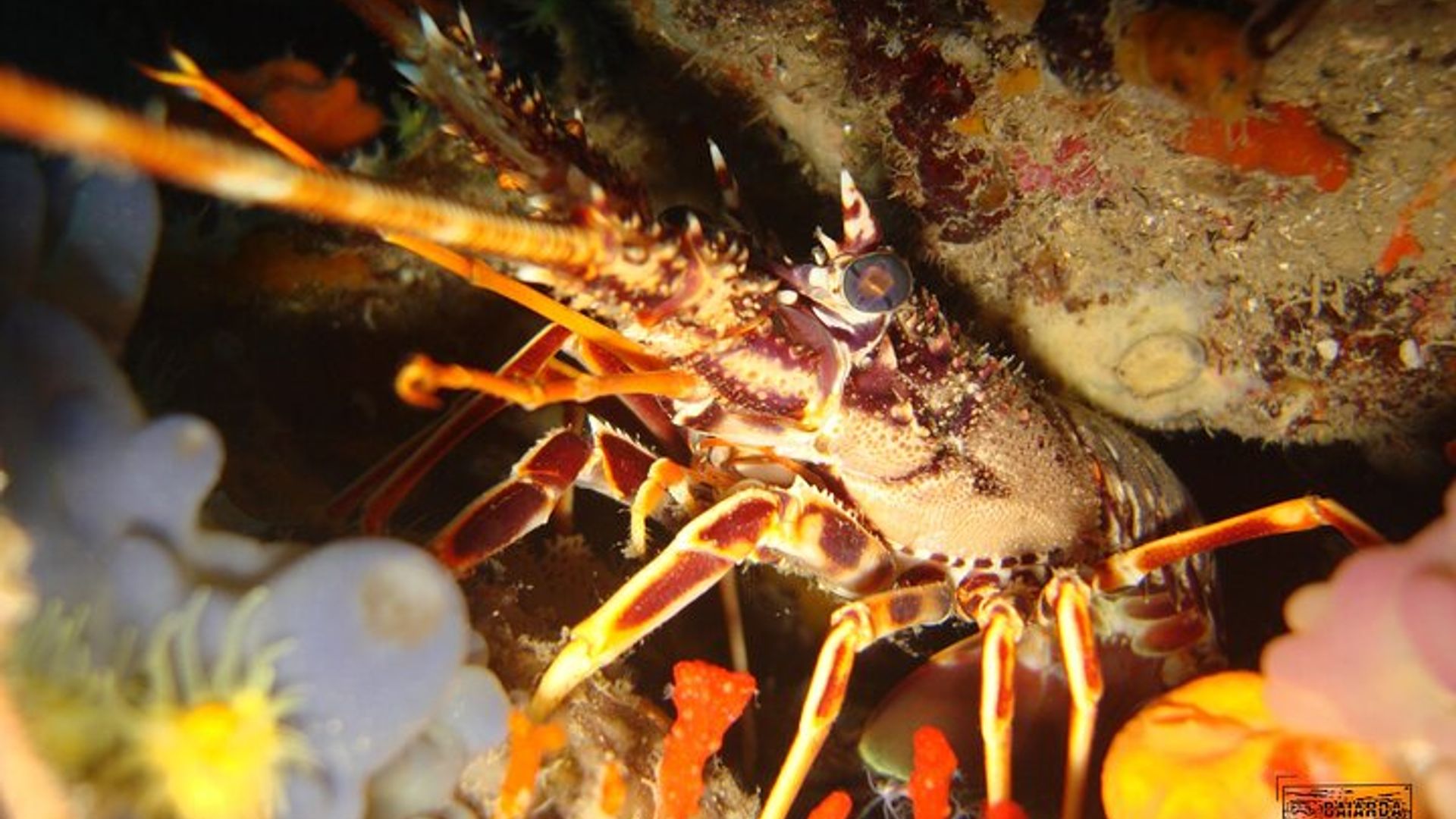 Unterwasserabenteuer mit Meerestaufe auf der Insel Elba