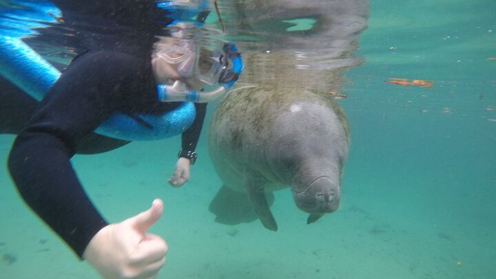 Crystal River Manatee Small-Group Snorkeling Experience