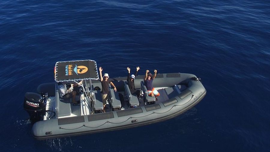 Tenerife Private Whale Watching Boat Tour