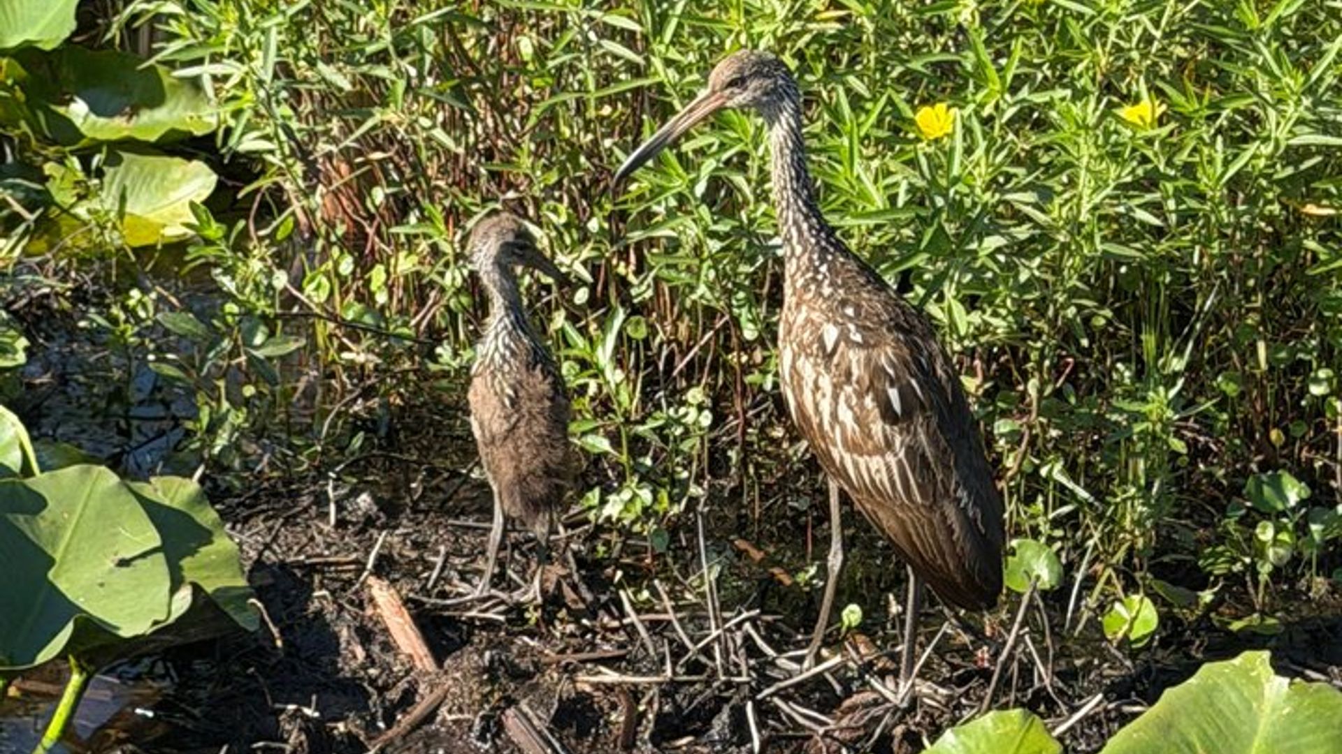 Orlando : Tour en lancha diurna o al atardecer por el lago Toho