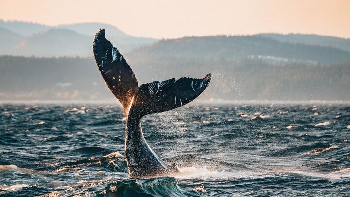 Vancouver Sunset Whale-Watching Cruise