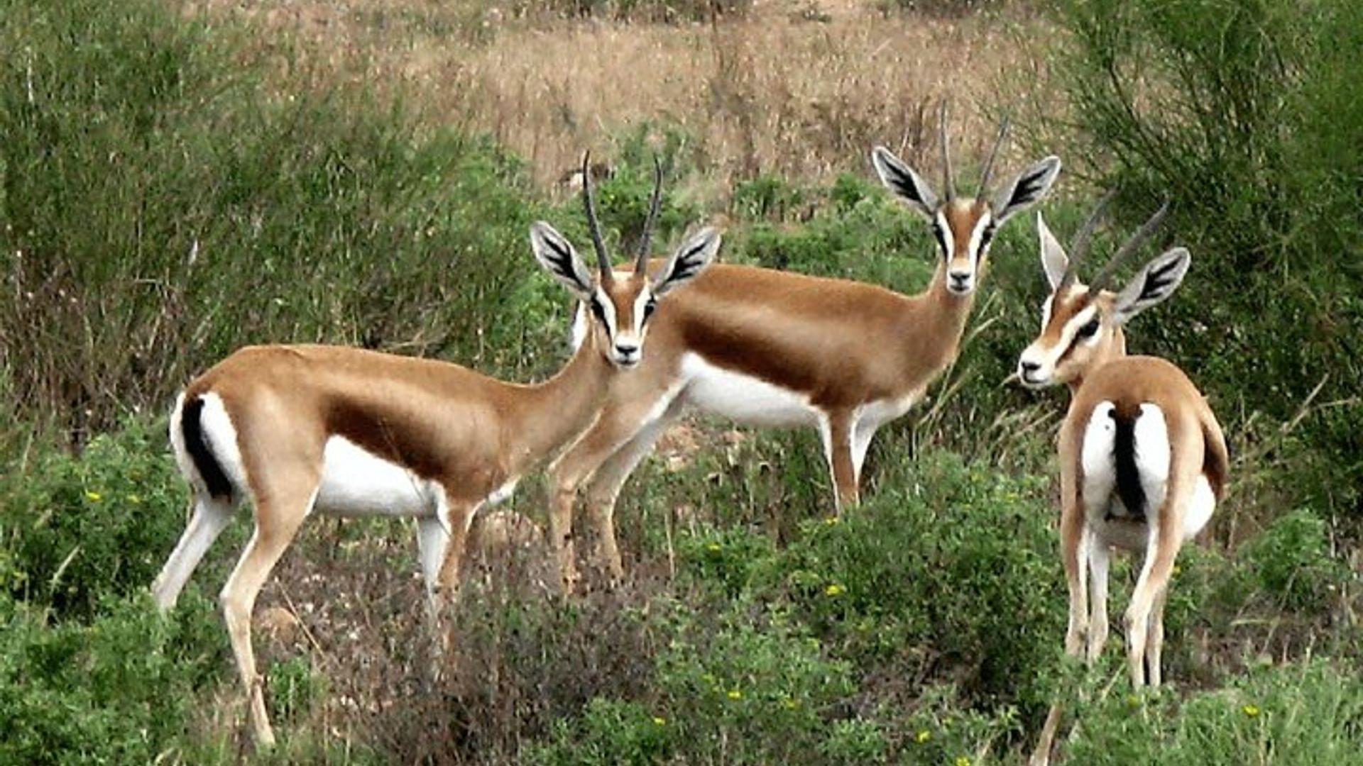 Souss Massa National Park From Agadir