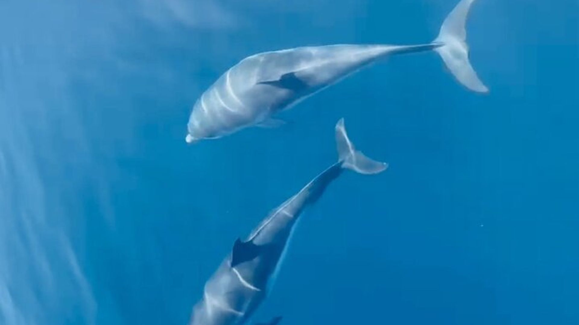 Delfinbeobachtungskreuzfahrt Pelagos Sanctuary von Saint Raphael