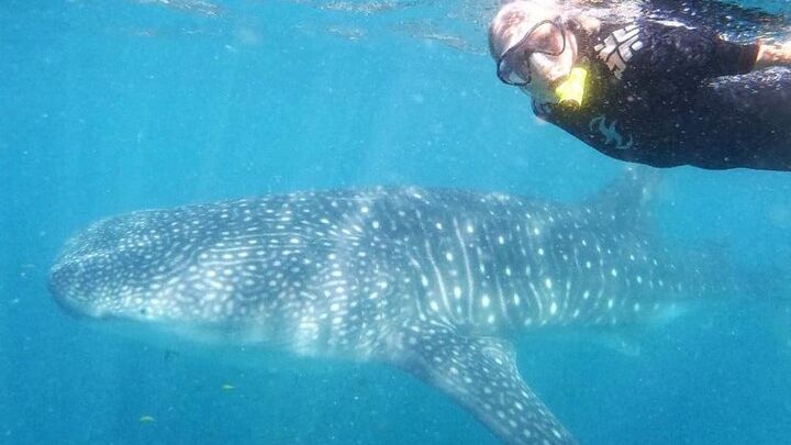 Intimate Eco-Friendly Whale Shark Encounter - Premium Service